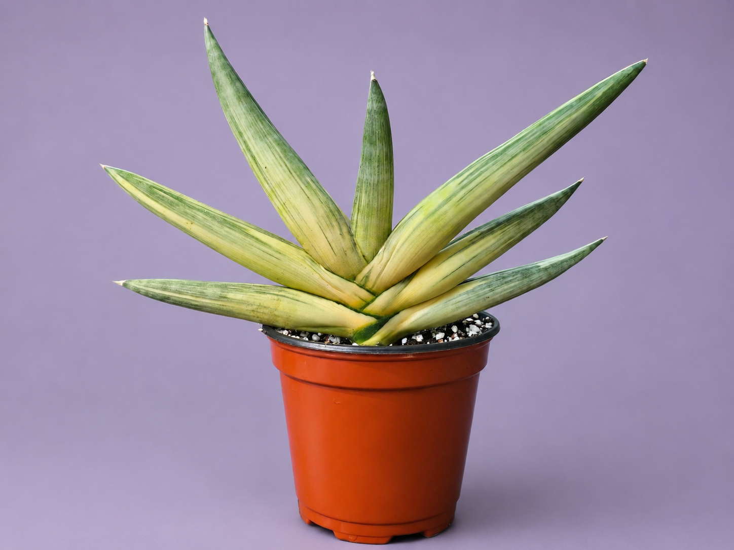 SUPER RARE Sansevieria Boncel Variegated Live Plant in 4" Pot 8.5" Wide