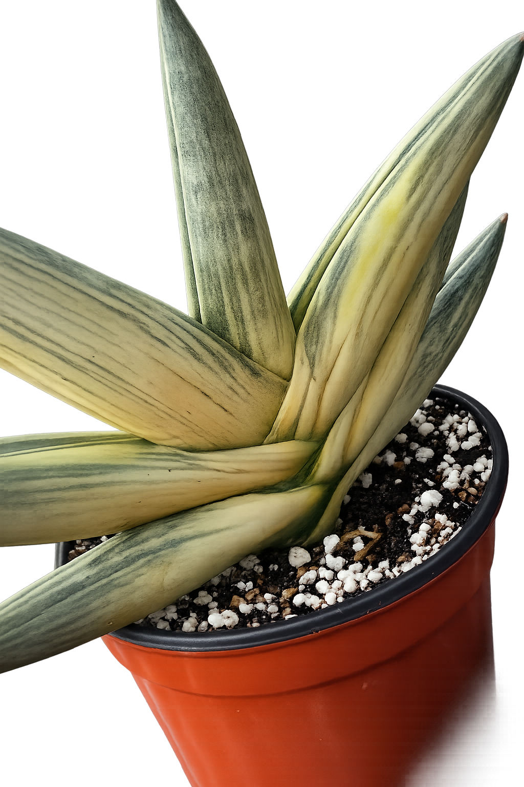 SUPER RARE Sansevieria Boncel Variegated Live Plant in 4" Pot 8.5" Wide