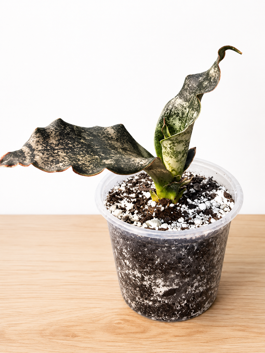 Live Rooted Dracaena Pethera var. Sansevieria "Coppertone" Snake Plant 4" Pot