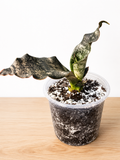 Live Rooted Dracaena Pethera var. Sansevieria "Coppertone" Snake Plant 4" Pot