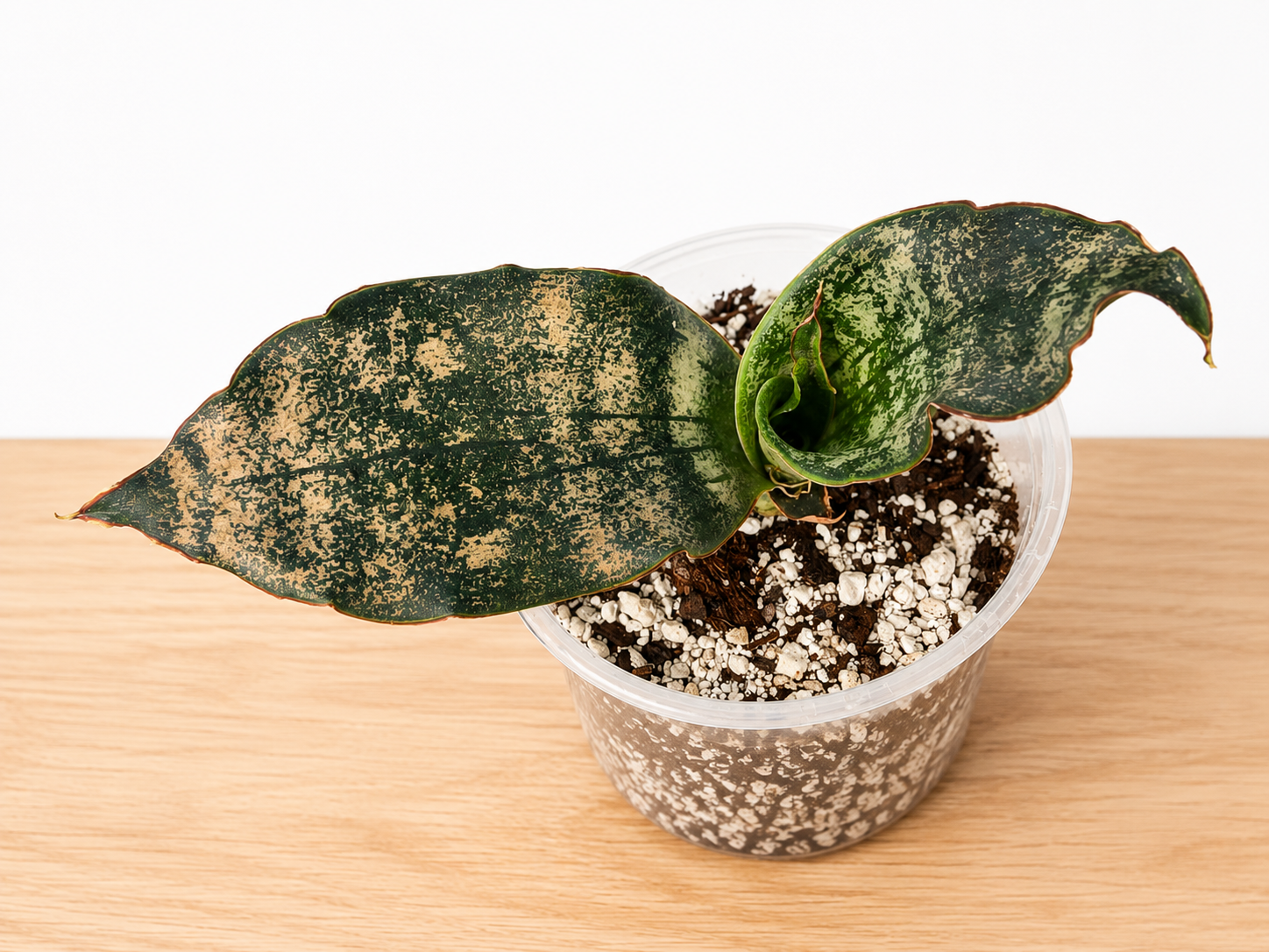 Live Rooted Dracaena Pethera var. Sansevieria "Coppertone" Snake Plant 4" Pot