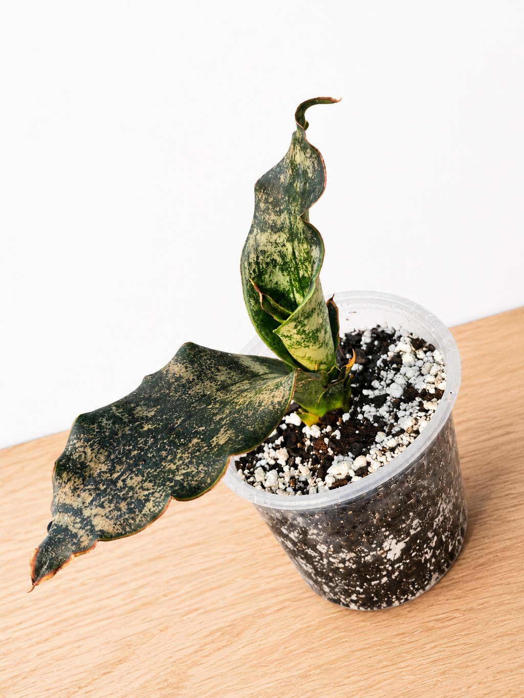 Live Rooted Dracaena Pethera var. Sansevieria "Coppertone" Snake Plant 4" Pot