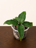 Sansevieria Cleopatra RARE Snake Plant Five Leaf Clump 7.5" Wide
