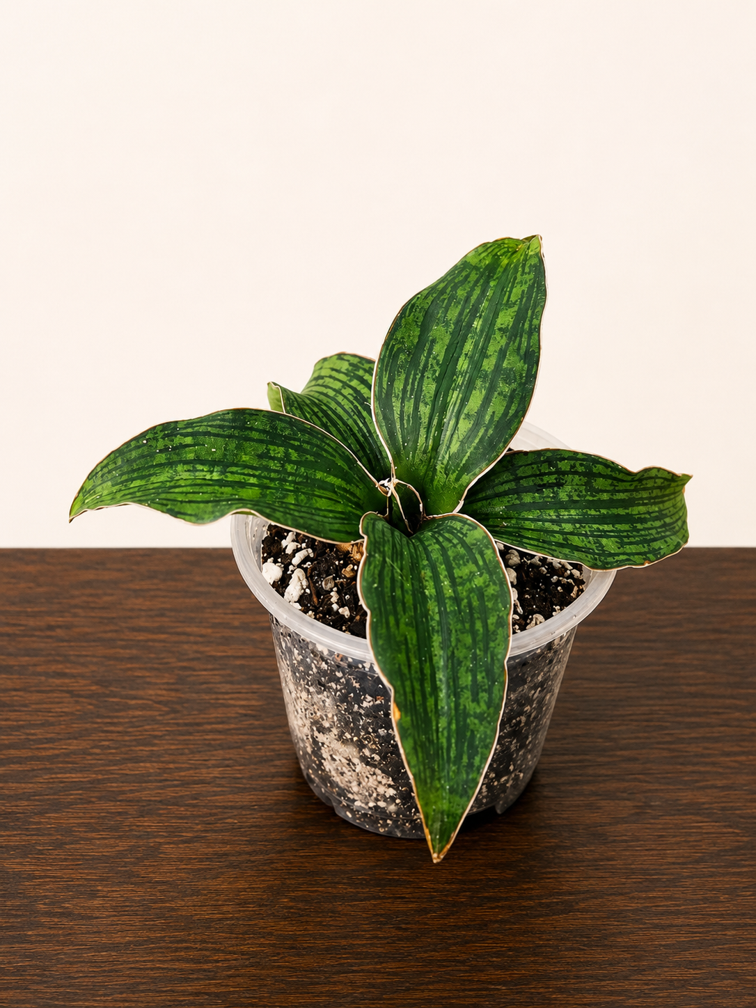 Sansevieria Cleopatra RARE Snake Plant Five Leaf Clump 7.5" Wide