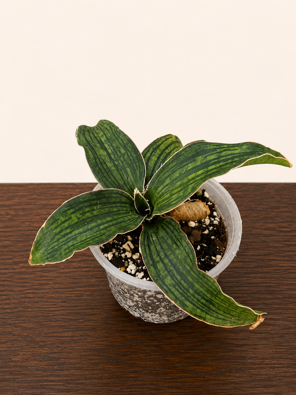 Sansevieria Cleopatra RARE Snake Plant Five Leaf Clump 7.5" Wide