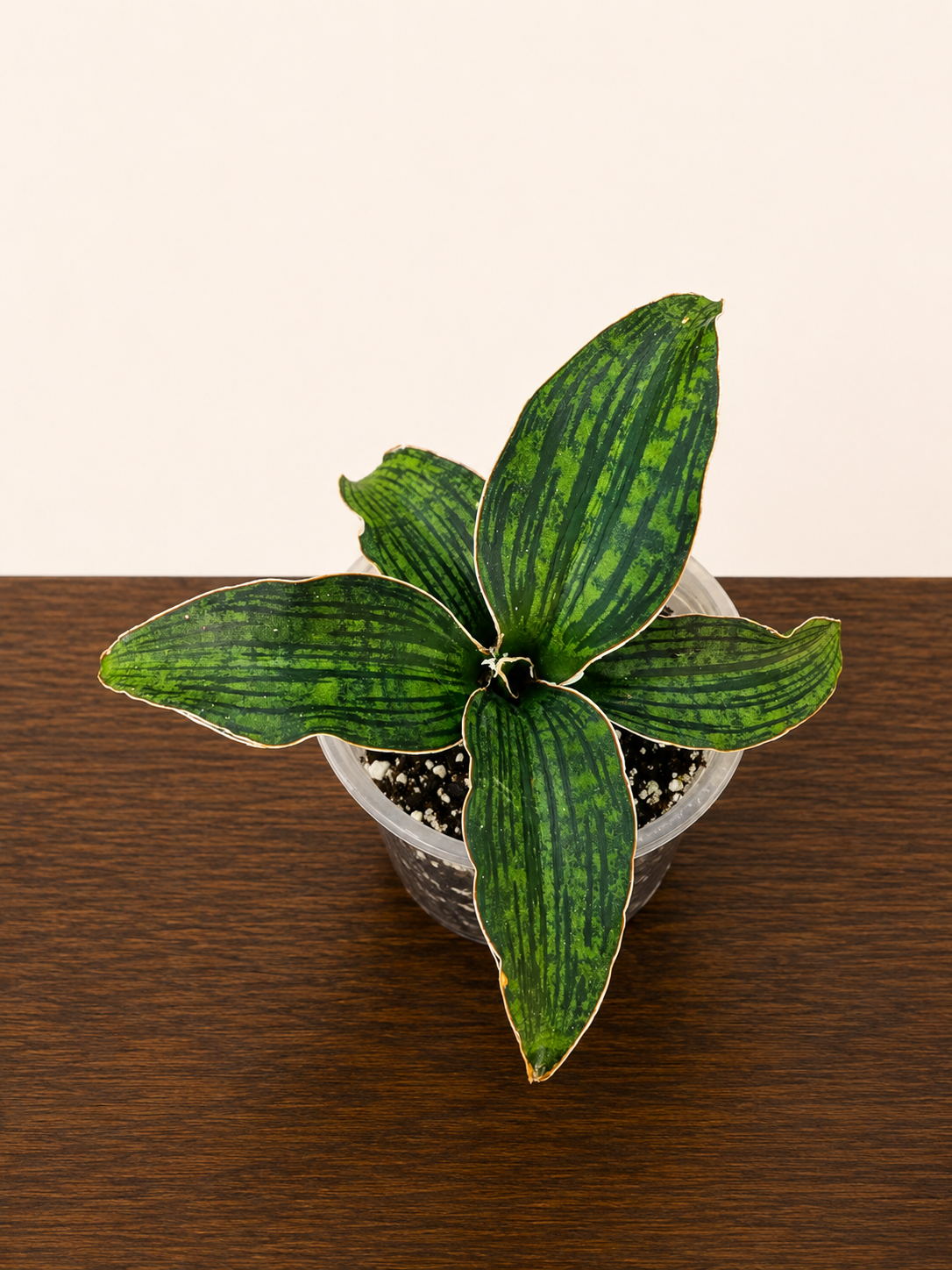 Sansevieria Cleopatra RARE Snake Plant Five Leaf Clump 7.5" Wide