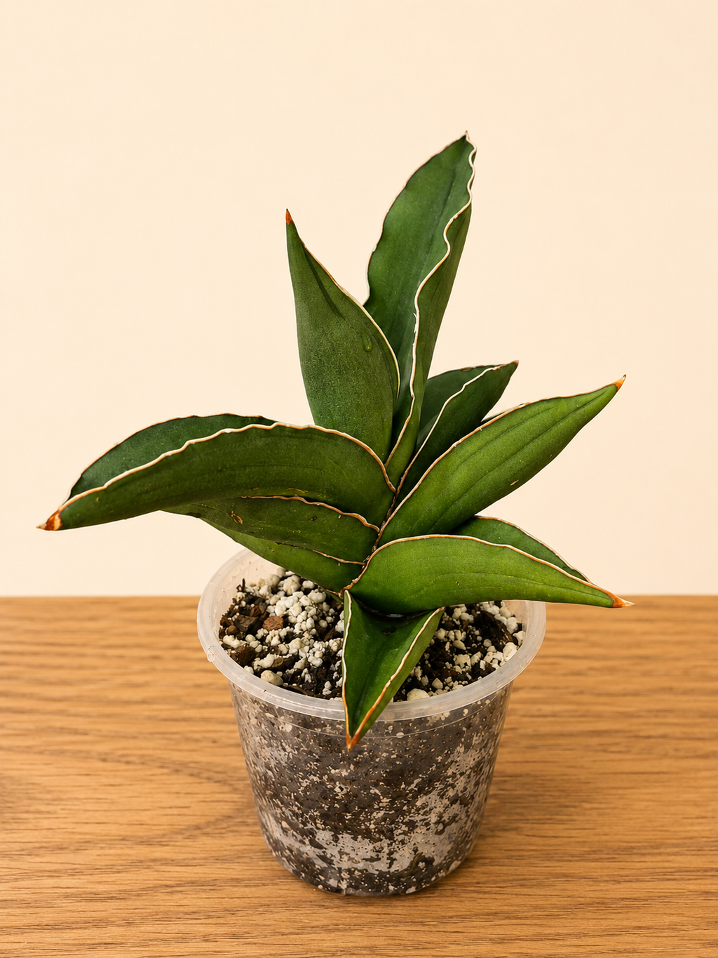 RARE Live Sansevieria Towering Samurai in 4" Pot 12 Leaf Points