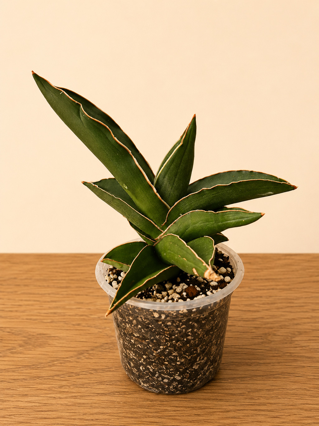 RARE Live Sansevieria Towering Samurai in 4" Pot 12 Leaf Points