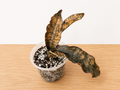 Live Rooted Dracaena var. Sansevieria "Coppertone" Snake Plant 4" Pot Three Leaf