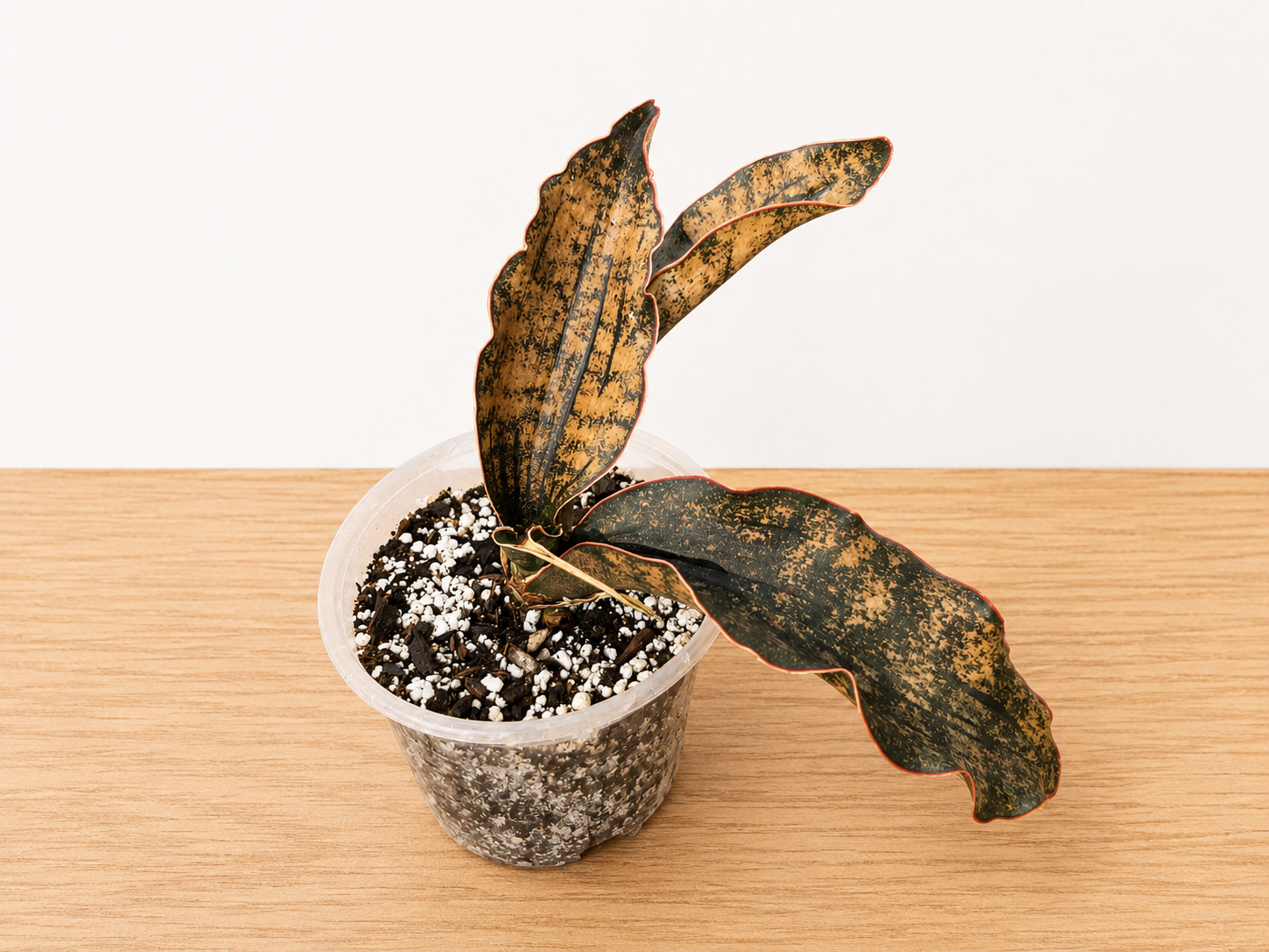 Live Rooted Dracaena var. Sansevieria "Coppertone" Snake Plant 4" Pot Three Leaf