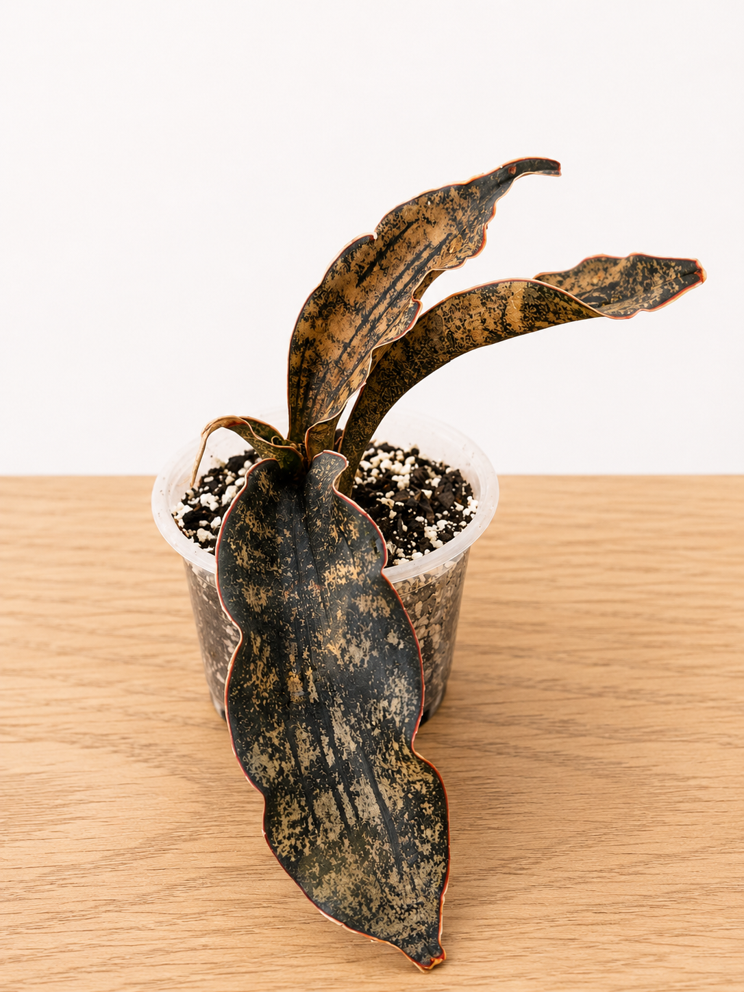 Live Rooted Dracaena var. Sansevieria "Coppertone" Snake Plant 4" Pot Three Leaf