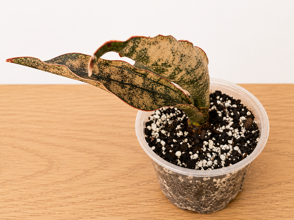 Live Rooted Dracaena var. Sansevieria "Coppertone" Snake Plant 4" Pot Three Leaf