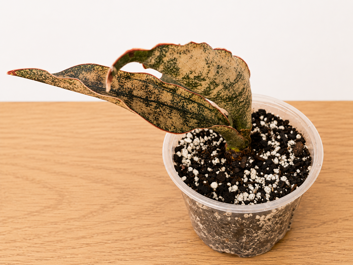 Live Rooted Dracaena var. Sansevieria "Coppertone" Snake Plant 4" Pot Three Leaf