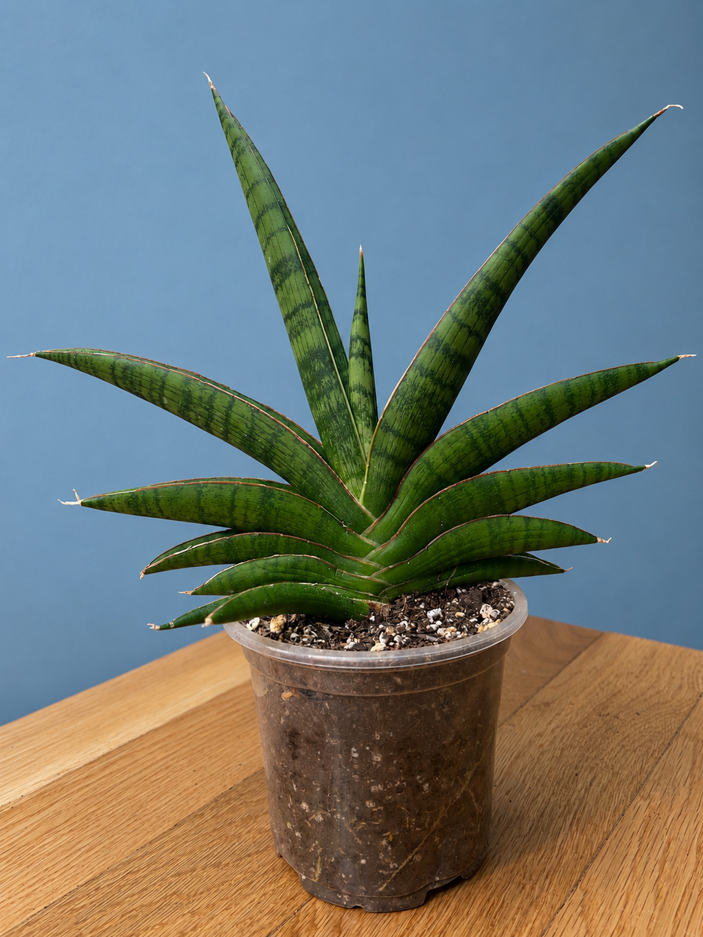 RARE Sansevieria Marsha Anjani Mature Plant 10" Tall x 10.5" Wide