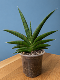 RARE Sansevieria Marsha Anjani Mature Plant 10" Tall x 10.5" Wide