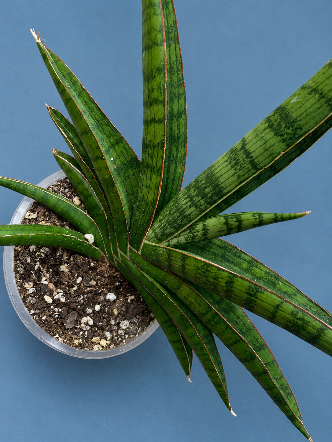 RARE Sansevieria Marsha Anjani Mature Plant 10" Tall x 10.5" Wide