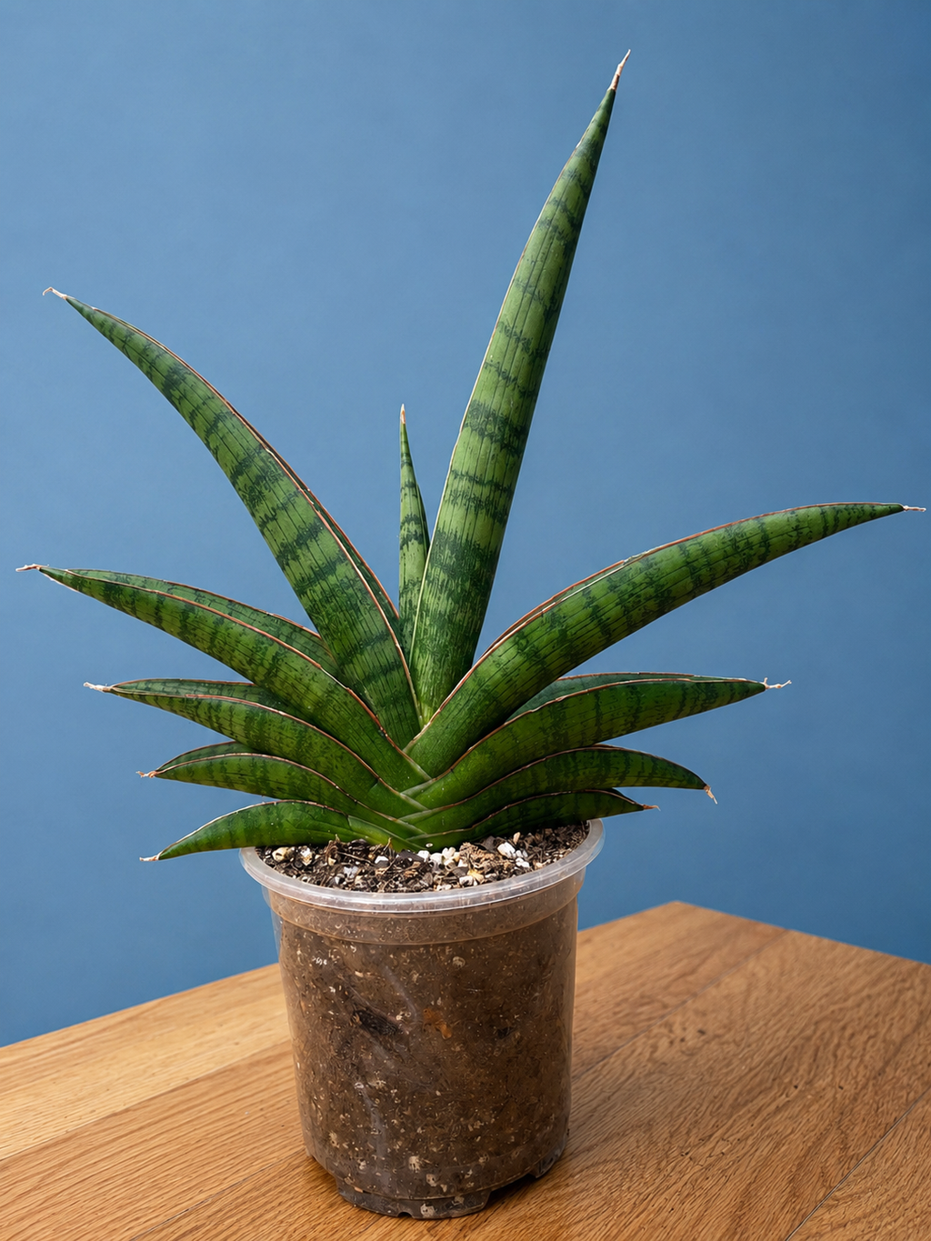 RARE Sansevieria Marsha Anjani Mature Plant 10" Tall x 10.5" Wide