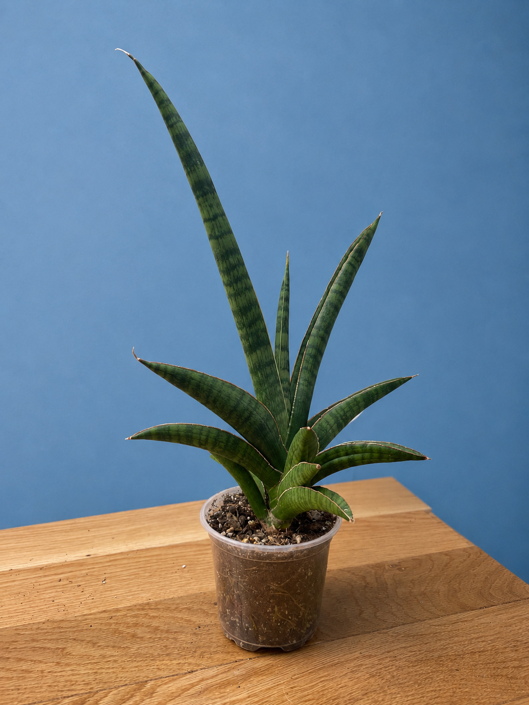 Sansevieria Marsha Anjani RARE Mature Plant 12" Tall x 8.5" Wide Bare Root Ship