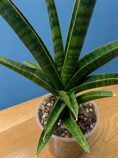Sansevieria Marsha Anjani RARE Mature Plant 12" Tall x 8.5" Wide Bare Root Ship