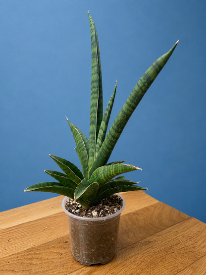 Sansevieria Marsha Anjani RARE Mature Plant 12" Tall x 8.5" Wide Bare Root Ship