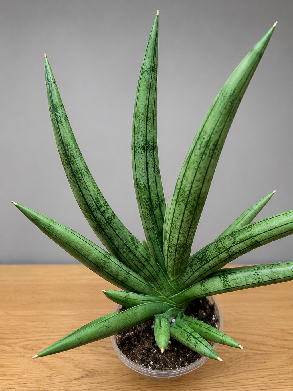 RARE Sansevieria Silver Crown Fully Rooted - Silver/ Green Bare Root Shipping