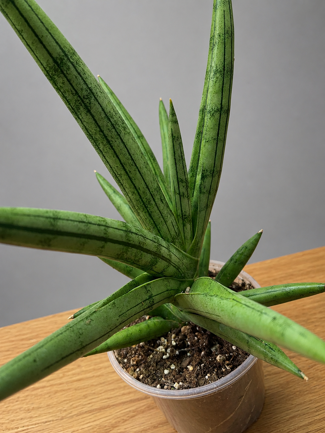 RARE Sansevieria Silver Crown Fully Rooted - Silver/ Green Bare Root Shipping