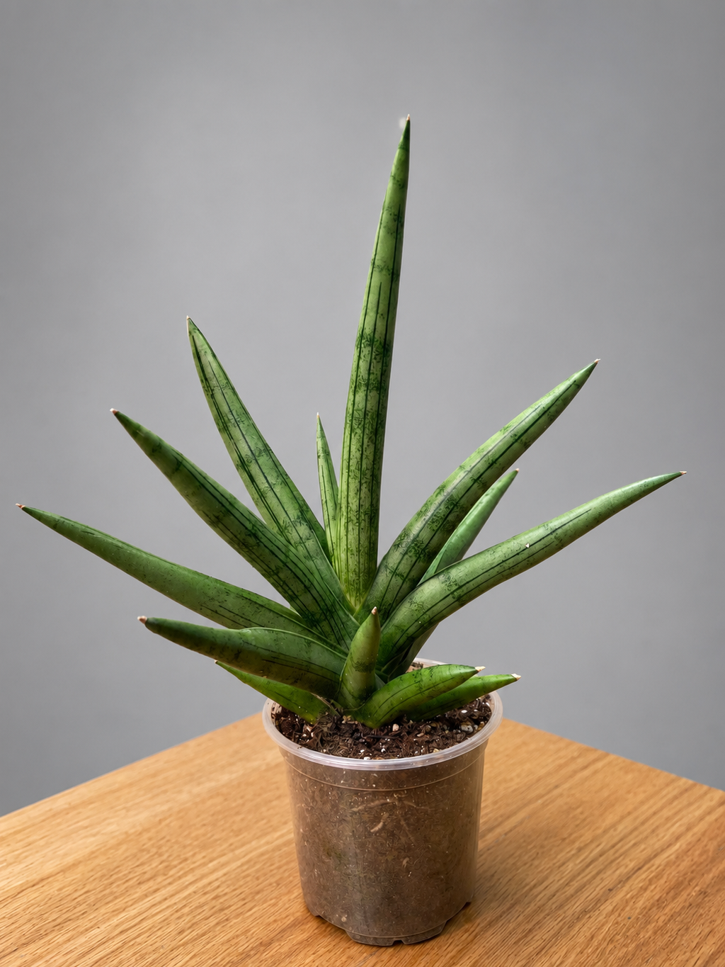 RARE Sansevieria Silver Crown Fully Rooted - Silver/ Green Bare Root Shipping
