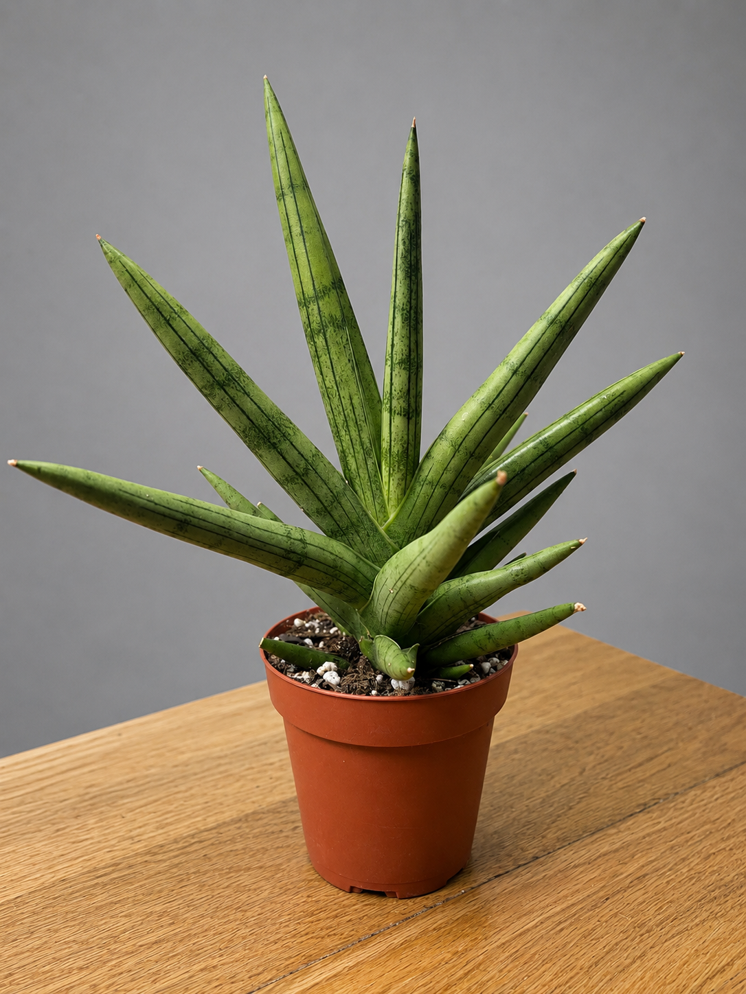 RARE Sansevieria Silver Crown Fully Rooted - Silver/ Green Bare Root Shipping