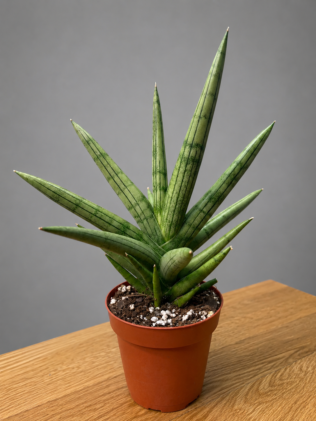 RARE Sansevieria Silver Crown Fully Rooted - Silver/ Green Bare Root Shipping