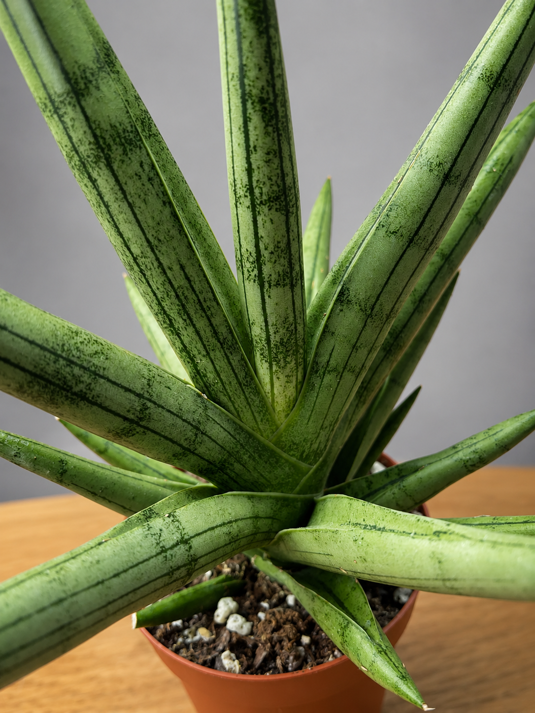 RARE Sansevieria Silver Crown Fully Rooted - Silver/ Green Bare Root Shipping