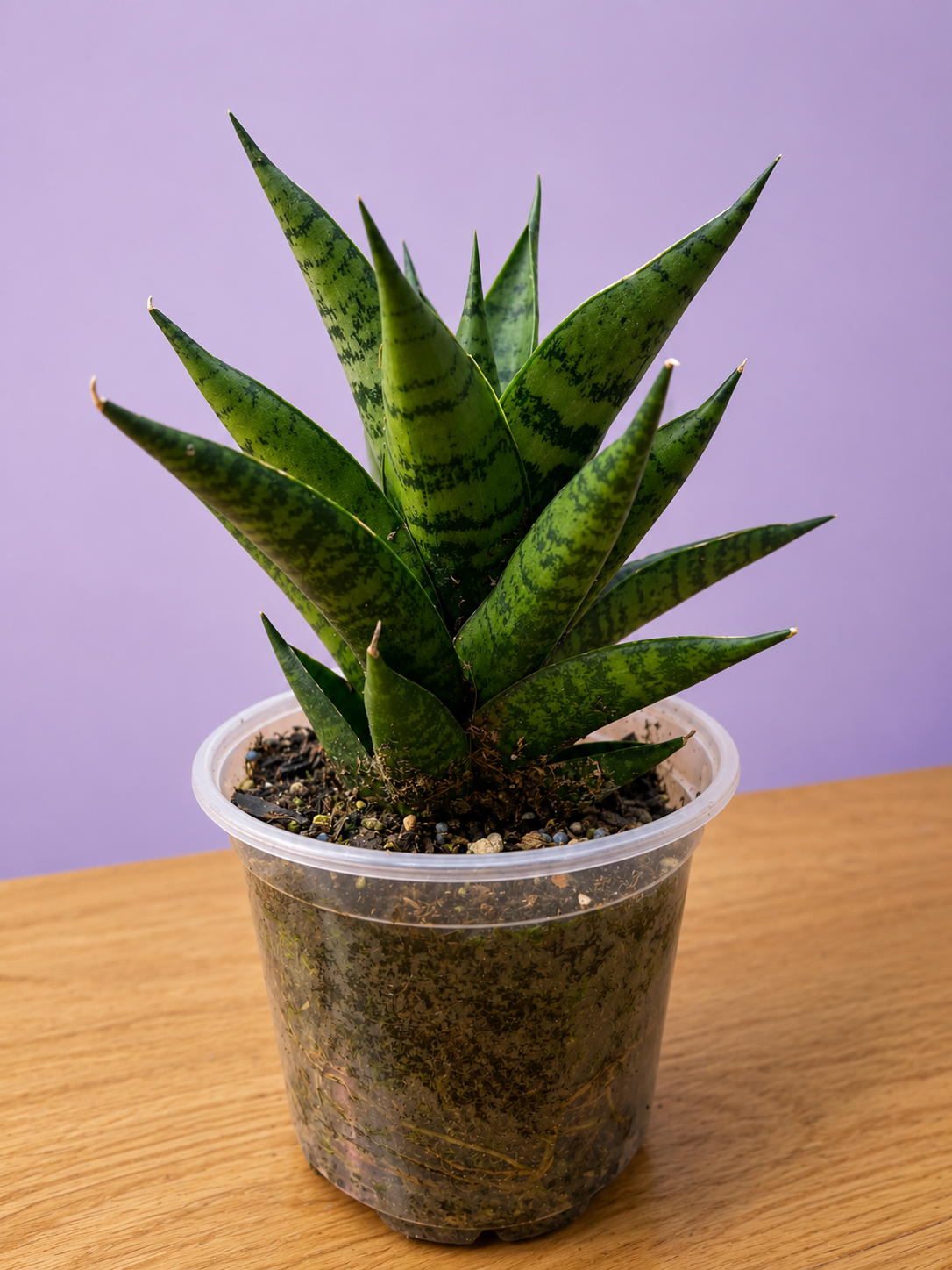 Sansevieria Dracaena Ehrendel RARE in 4" Pot
