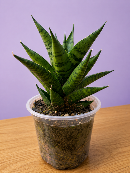 Sansevieria Dracaena Ehrendel RARE in 4" Pot