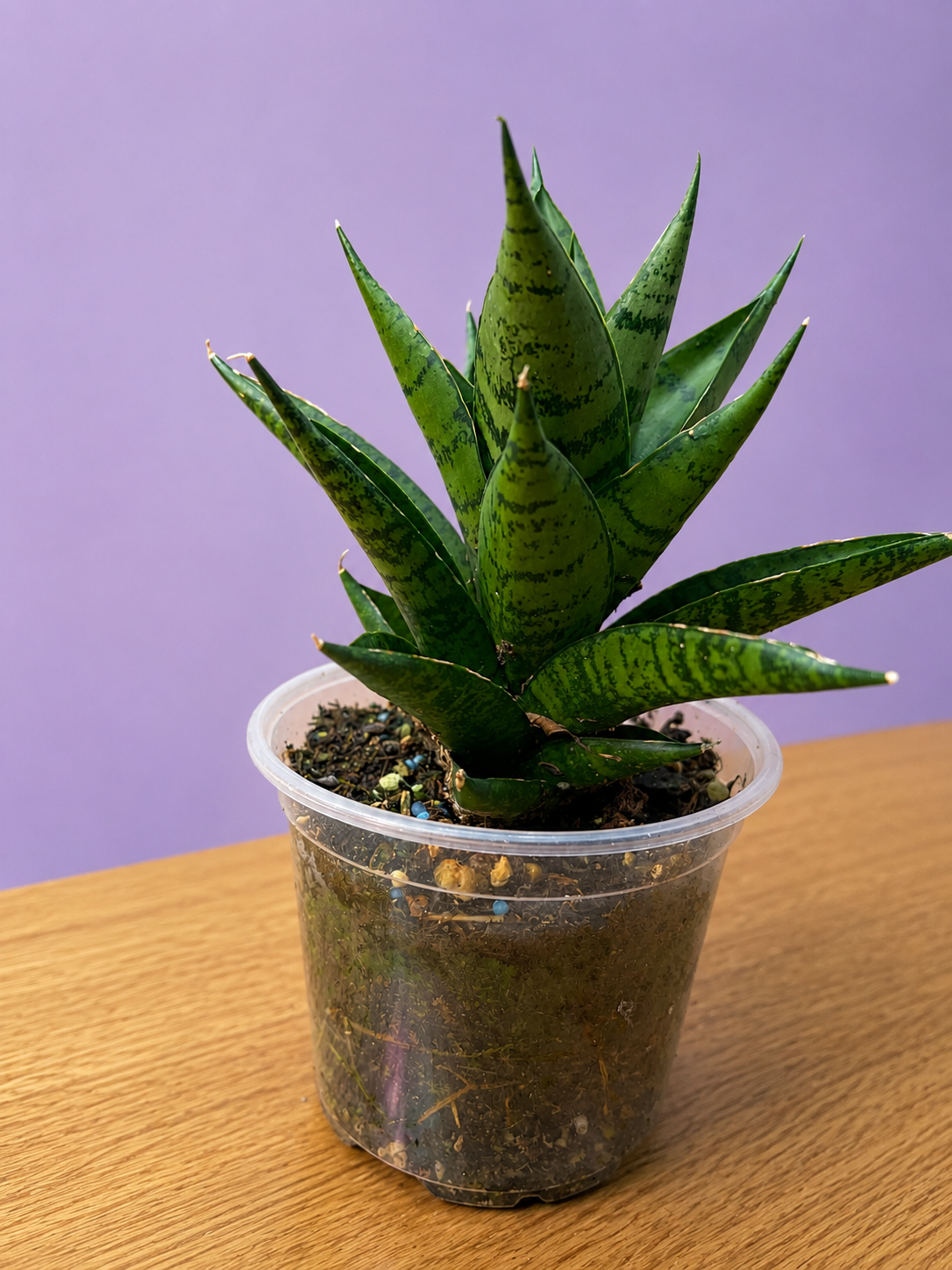 Sansevieria Dracaena Ehrendel RARE in 4" Pot