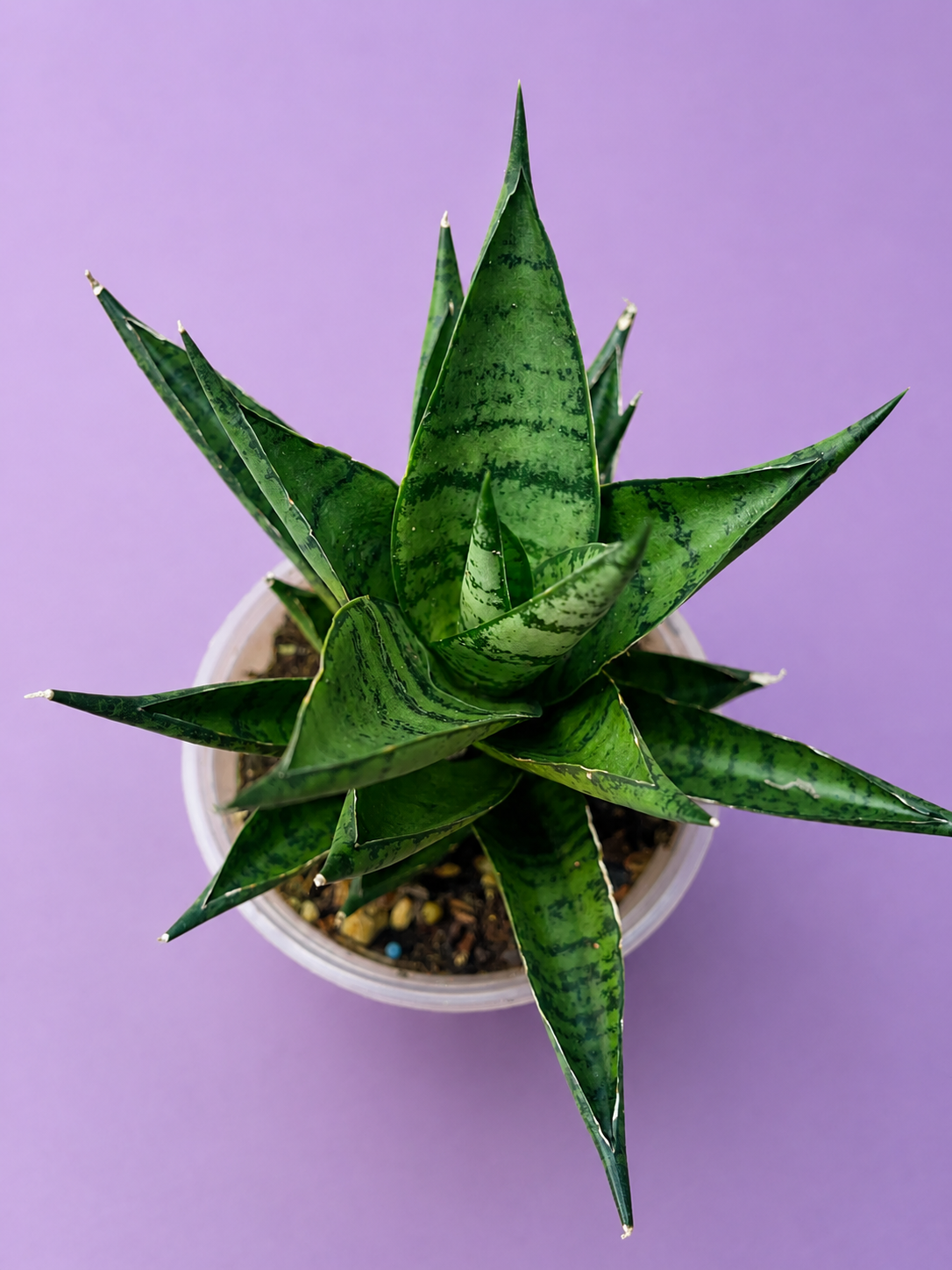 Sansevieria Dracaena Ehrendel RARE in 4" Pot