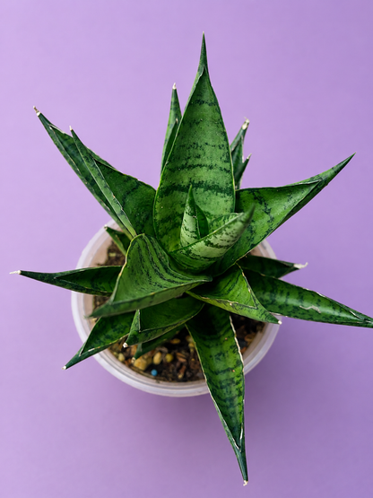 Sansevieria Dracaena Ehrendel RARE in 4" Pot