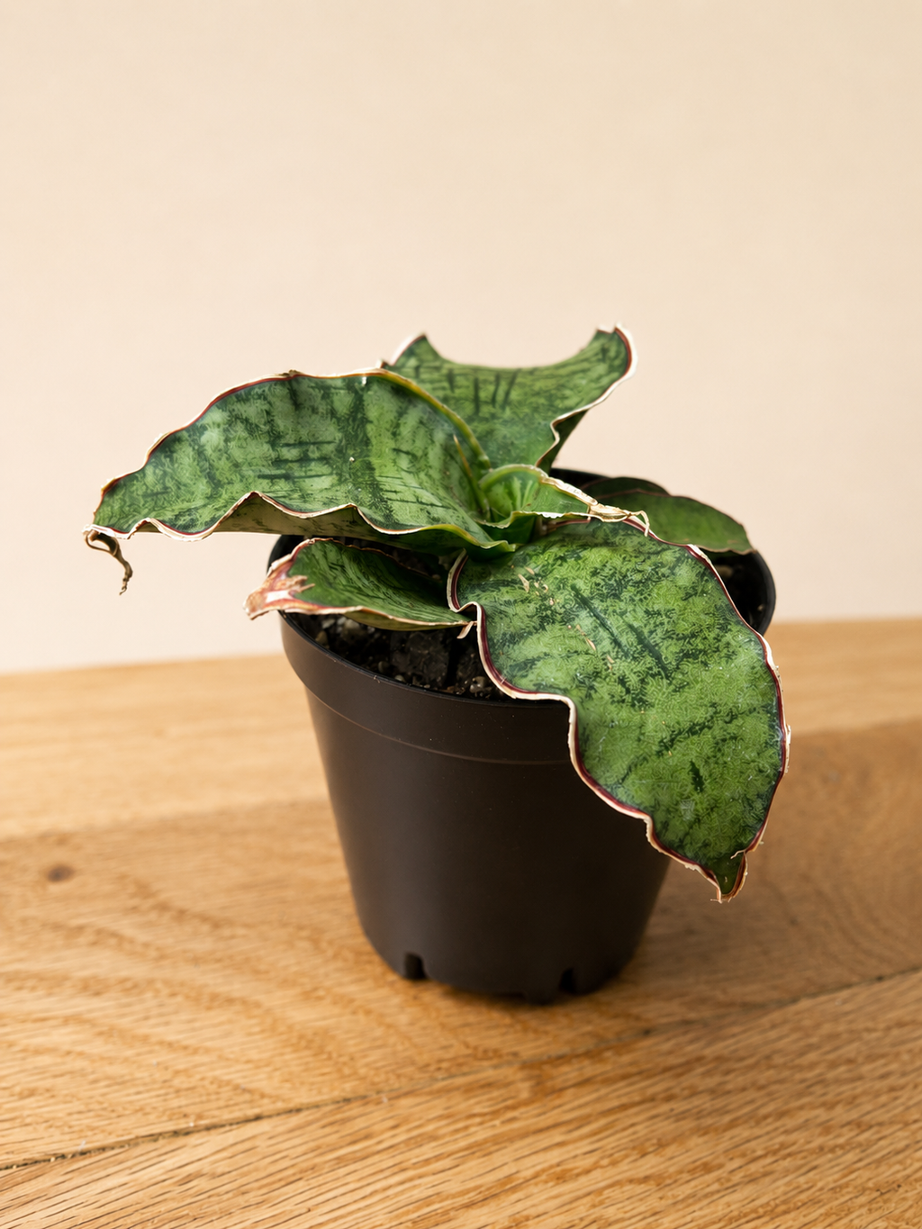 Sansevieria ‘Silver Blue Kirkii – RARE Snake Plant, Live Plant Fully Rooted