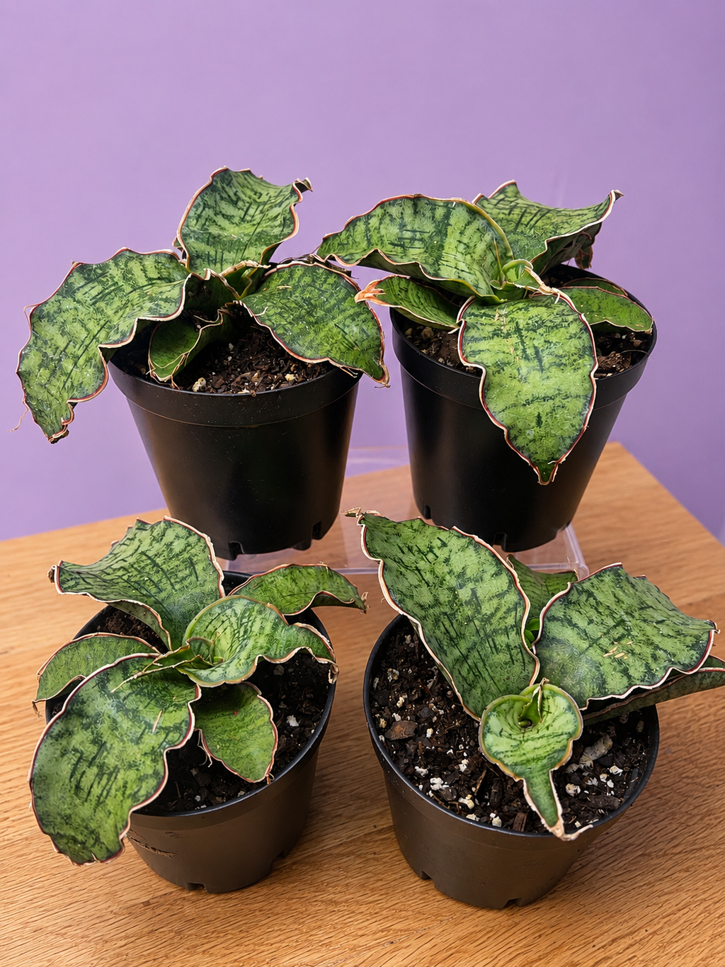 Sansevieria ‘Silver Blue Kirkii – RARE Snake Plant, Live Plant Fully Rooted
