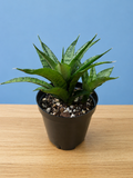 RARE! Dracaena Sansevieria White Varigated Unique Leaf Pattern in 4" Pot