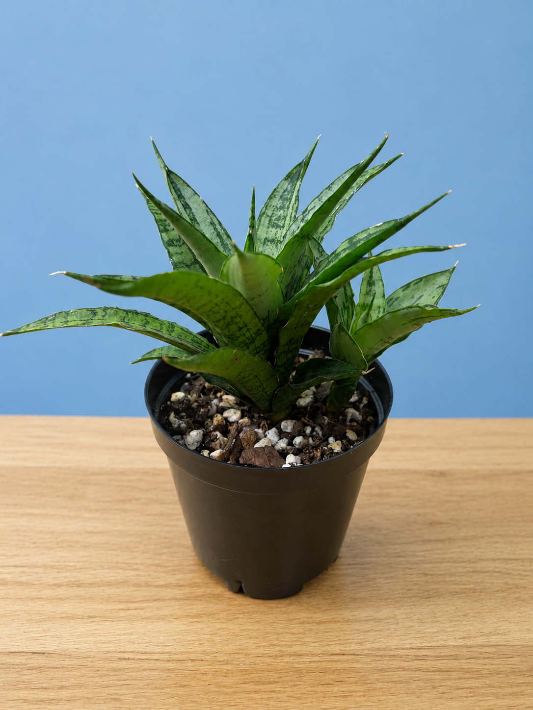 RARE! Dracaena Sansevieria White Varigated Unique Leaf Pattern in 4" Pot