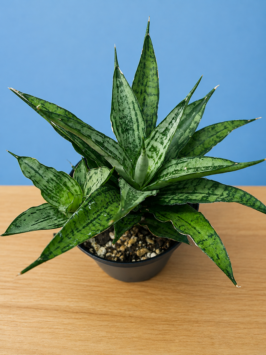 RARE! Dracaena Sansevieria White Varigated Unique Leaf Pattern in 4" Pot
