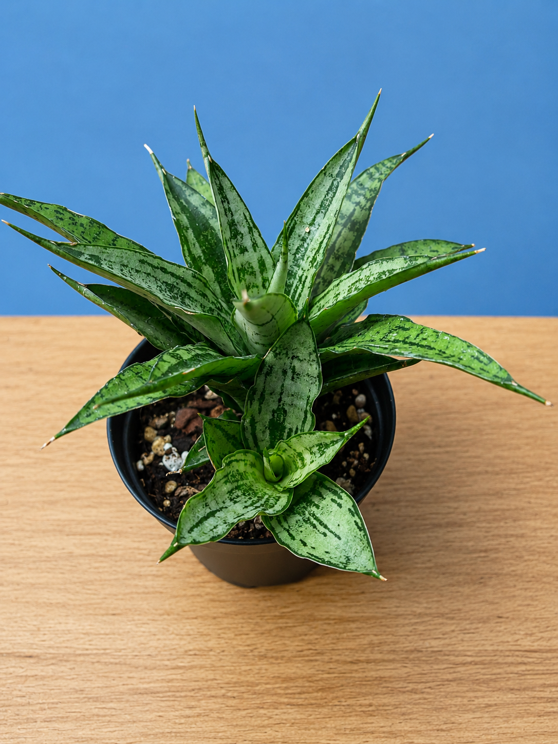 RARE! Dracaena Sansevieria White Varigated Unique Leaf Pattern in 4" Pot