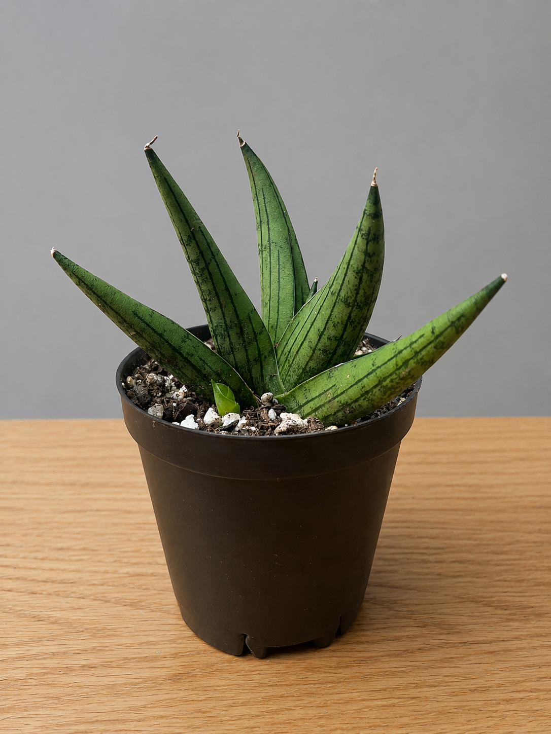 Sansevieria Dracaena Rookie RARE Hybrid 3.5" Pot