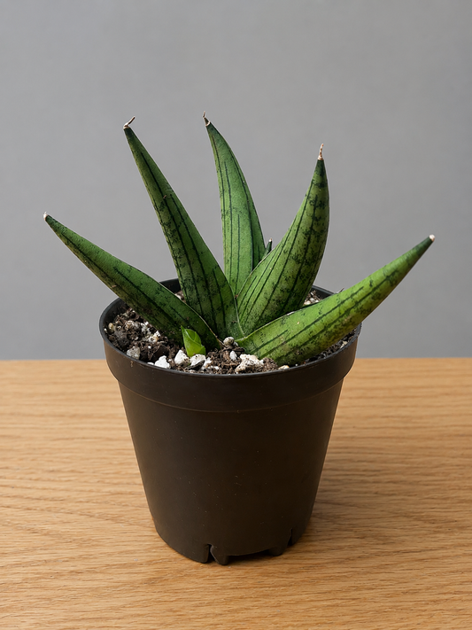 Sansevieria Dracaena Rookie RARE Hybrid 3.5" Pot