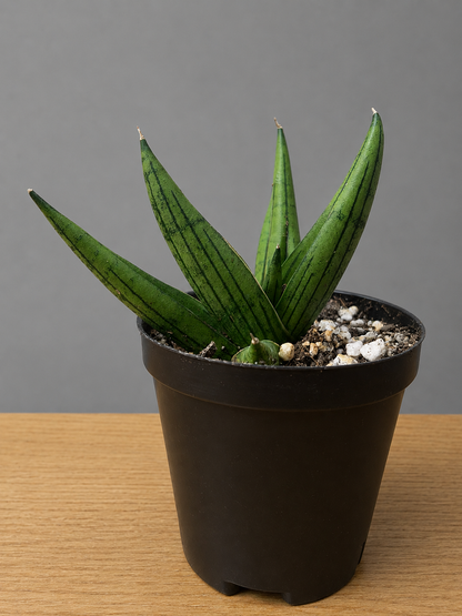 Sansevieria Dracaena Rookie RARE Hybrid 3.5" Pot