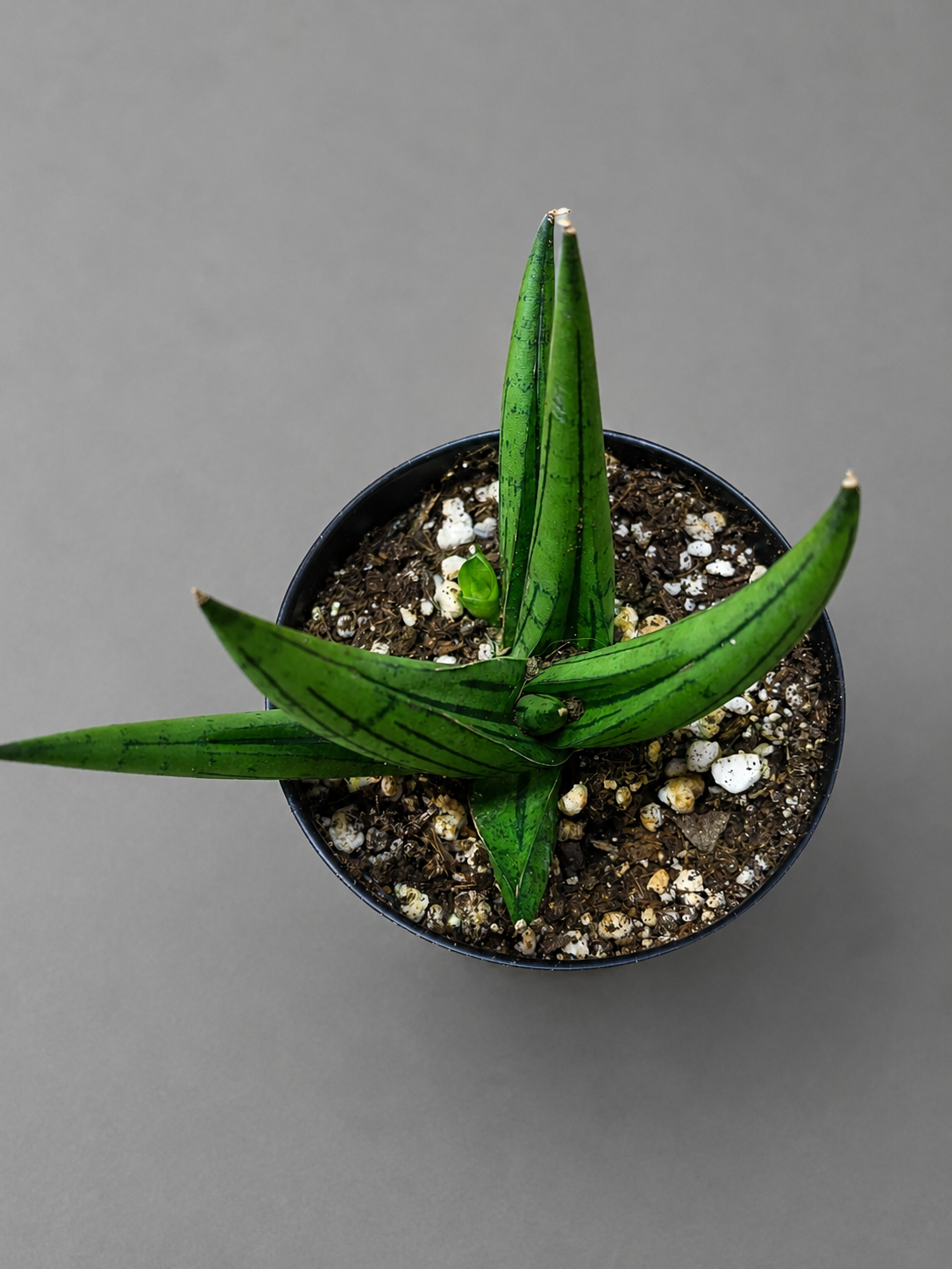 Sansevieria Dracaena Rookie RARE Hybrid 3.5" Pot