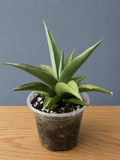 Sansevieria Hybrid Chao Praya Super RARE Snake Plant Shipped Bare Root