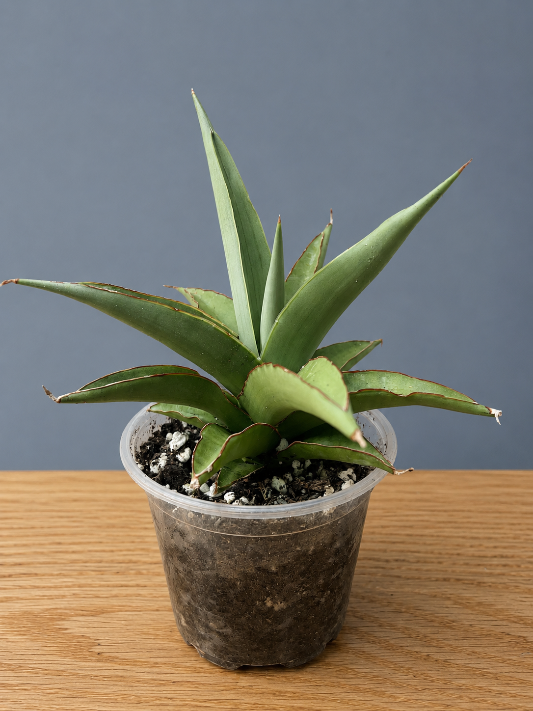 Sansevieria Hybrid Chao Praya Super RARE Snake Plant Shipped Bare Root