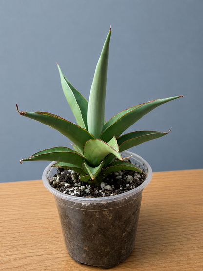 Sansevieria Hybrid Chao Praya Super RARE Snake Plant Shipped Bare Root