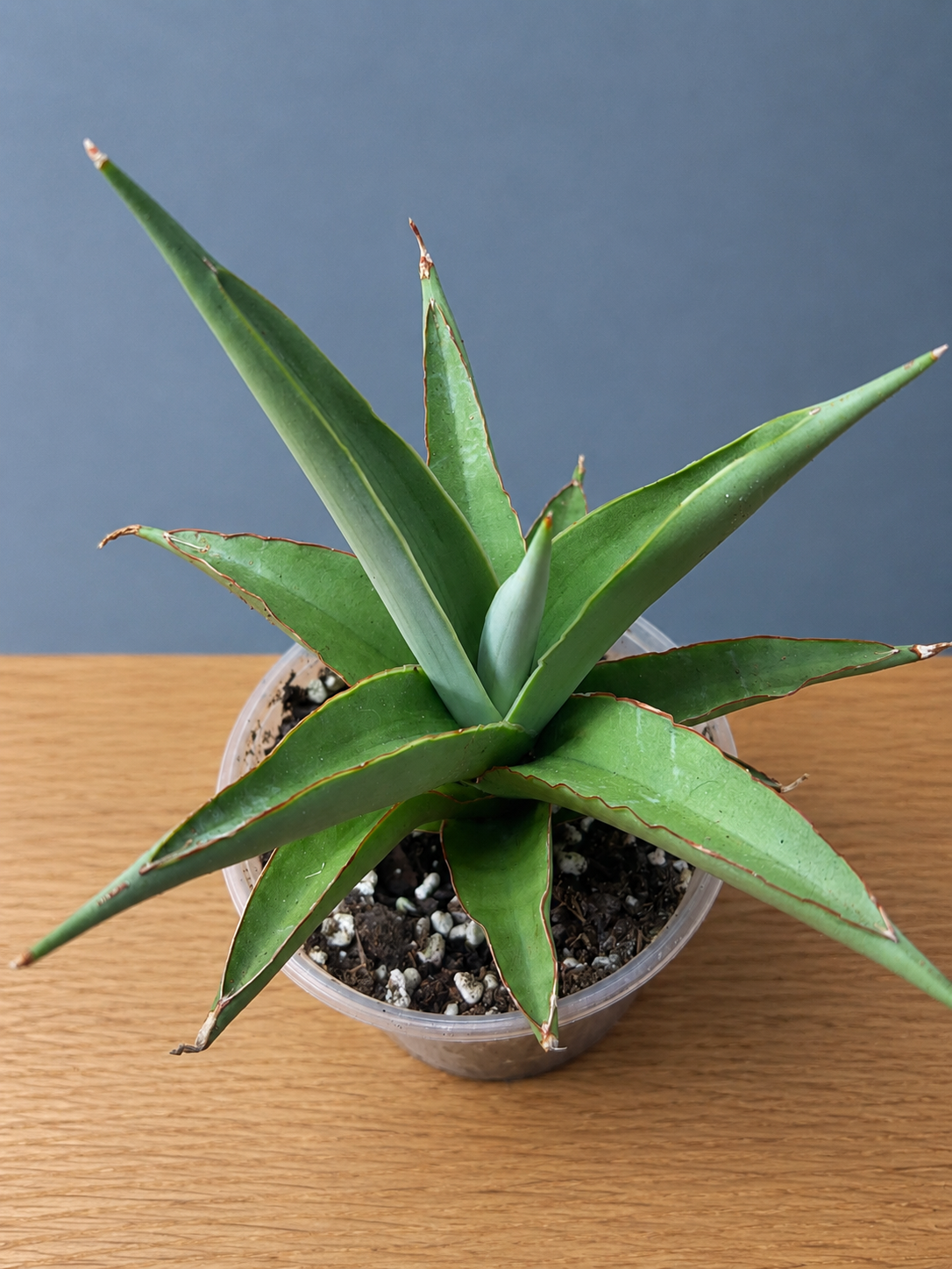 Sansevieria Hybrid Chao Praya Super RARE Snake Plant Shipped Bare Root