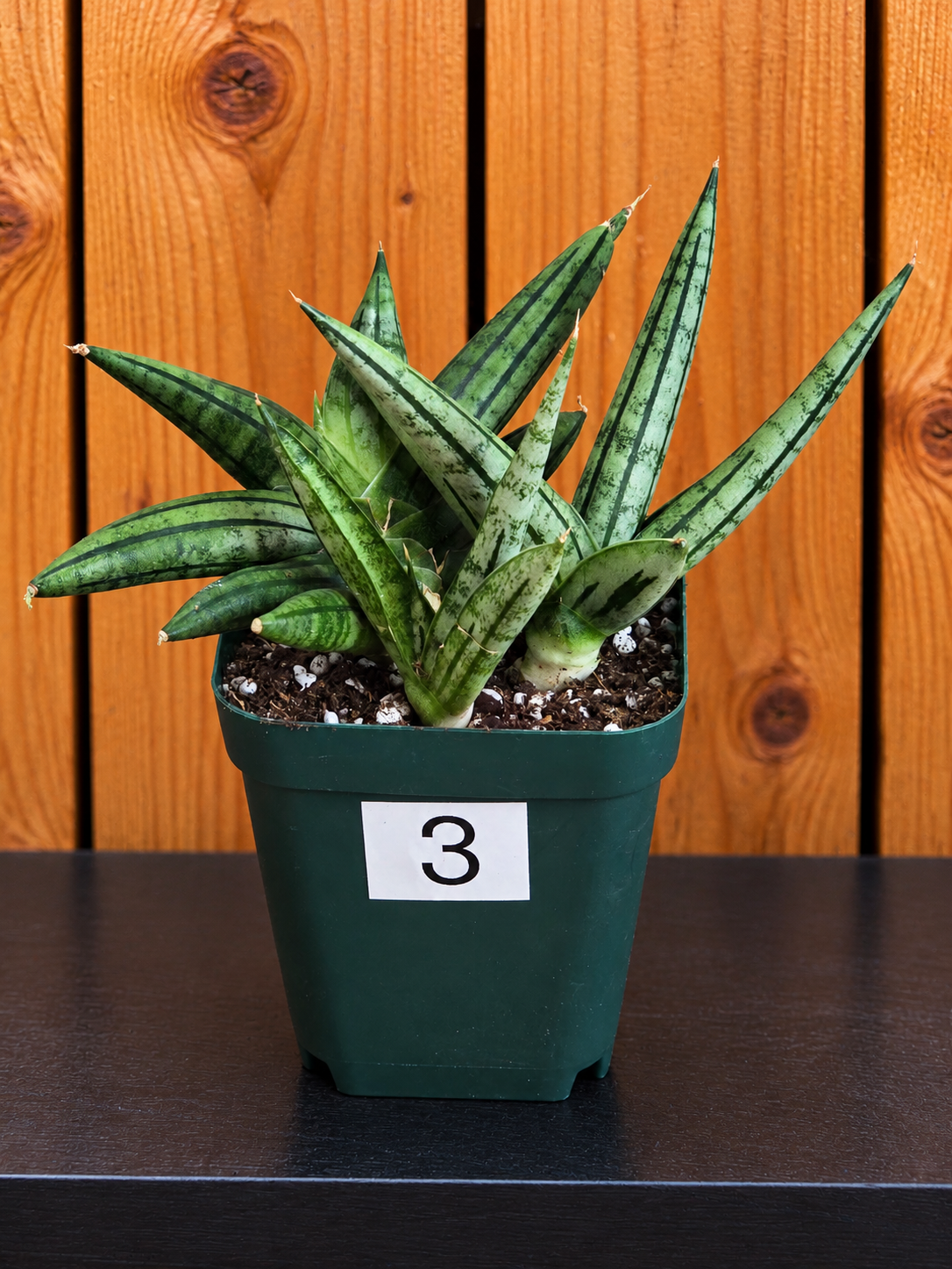 Sansevieria 'Fatman' – Unusual Growth – Fully Rooted in 4" Pot – USA Seller
